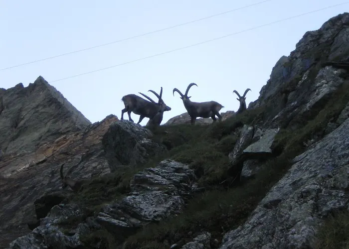 哈伯乐霍夫旅馆 维京